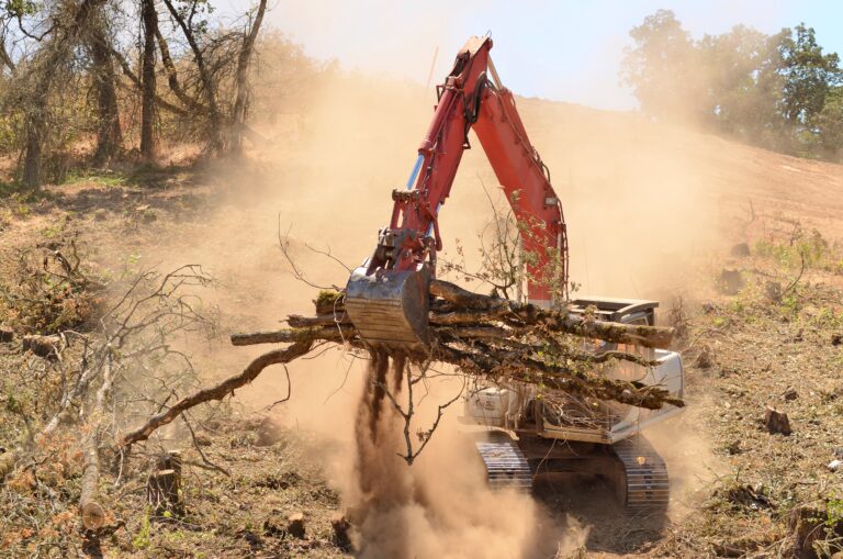 Tree Removal Service